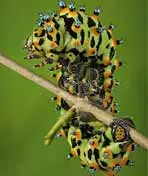 探索微观世界的奥秘！《昆虫世界》带你领略昆虫的奇妙生活，感受生命的无限可能！